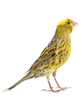 CANARIO_TIENDA_PAJARO