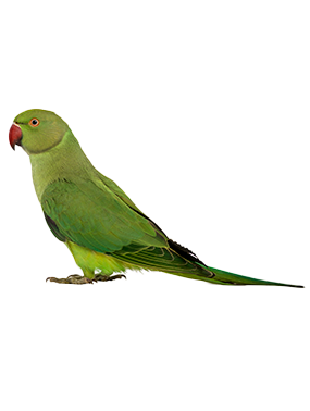 PERIQUITO_TIENDA_PAJARO