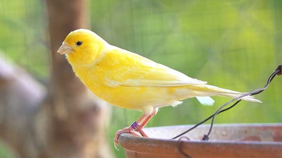 canario
